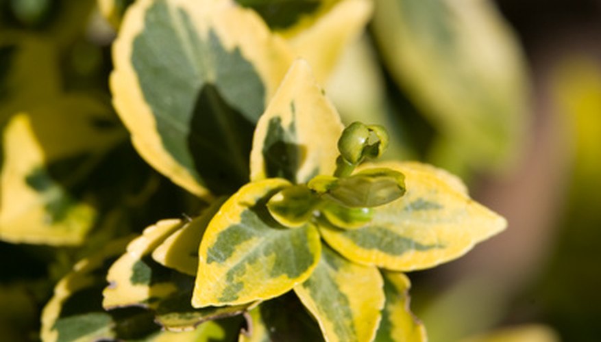 Shrubs With Variegated Leaves | Garden Guides