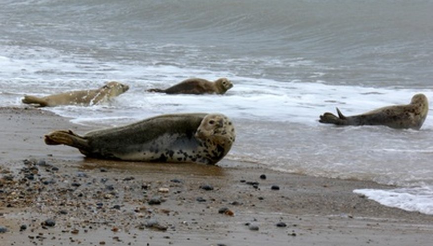 Photo Credit: seal on the beach image by paul mitchell from <a href='http://www.fotolia.com'>Fotolia.com</a> Seals can avoid predators on land.