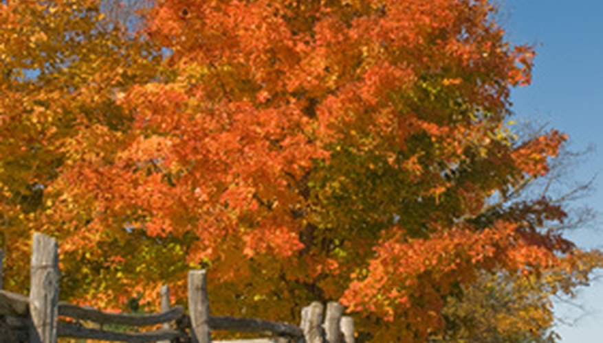 different types of maple trees in mn