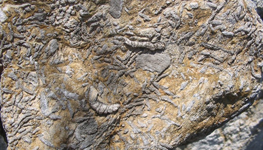 Crea tu propio fósil de dinosaurio con palillos.