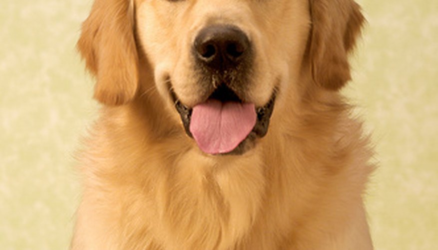 Photo Credit: Golden retriever image by Han van Vonno from <a href='http://www.fotolia.com'>Fotolia.com</a> A golden retriever's willingness to please has made it a favored family and service dog in addition to its role as a hunting companion.