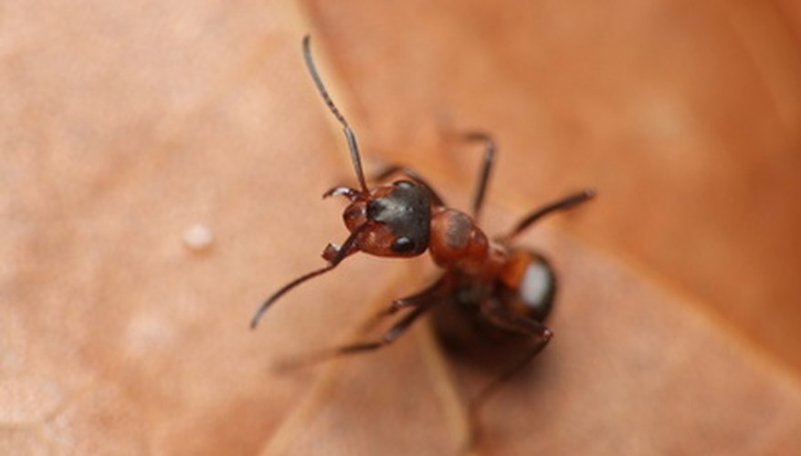 How to Kill Ants in the Yard | Garden Guides