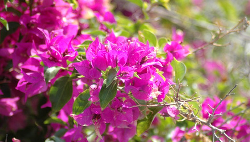 How to Graft Bougainvillea | Garden Guides