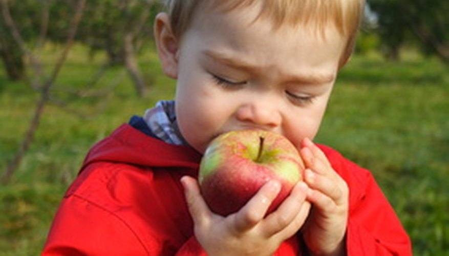 Apples are a healthy food idea for toddlers Apples are a healthy food idea for toddlers