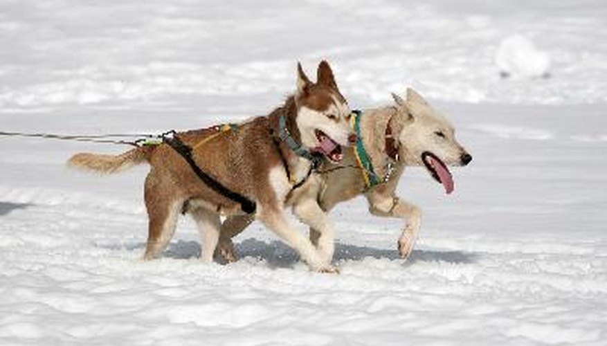Photo Credit: Sled dog race image by Stana from <a href='http://www.fotolia.com'>Fotolia.com</a> Huskies can earn special sled dog titles.