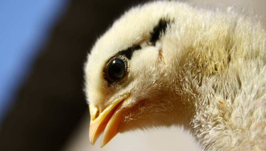 Piensa en varias características distintivas de un pollo como el pico, el cuerpo y pies.