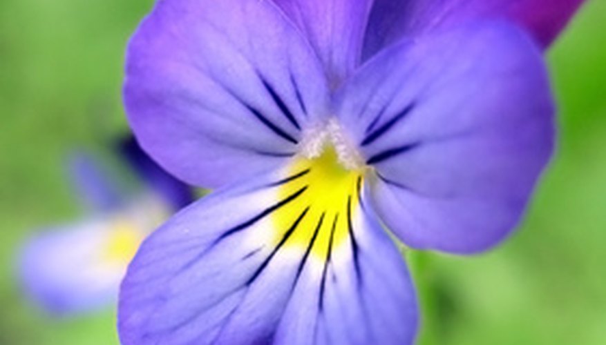 Edible Plant Life in Ohio Garden Guides