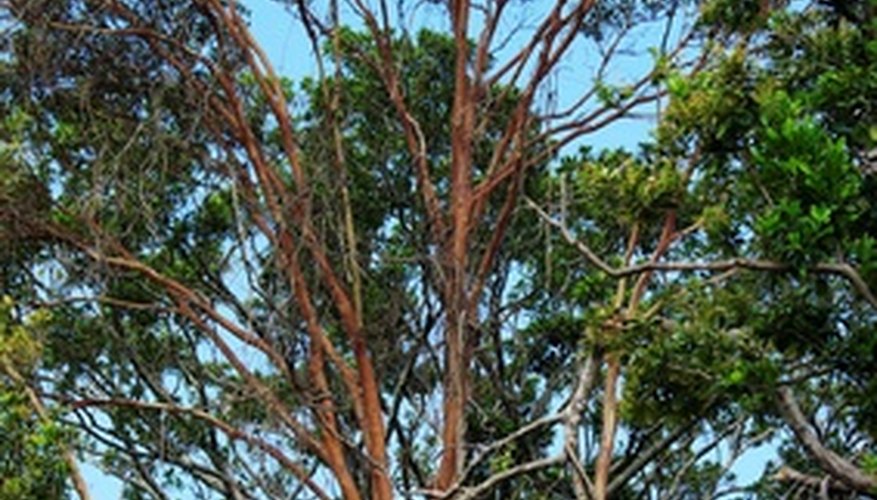 La capa emergente consiste de los árboles más altos del bosque tropical.