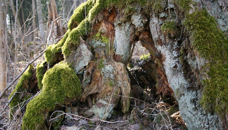 Fairy houses fit nicely among the roots of an old tree. Fairy houses fit nicely among the roots of an old tree.