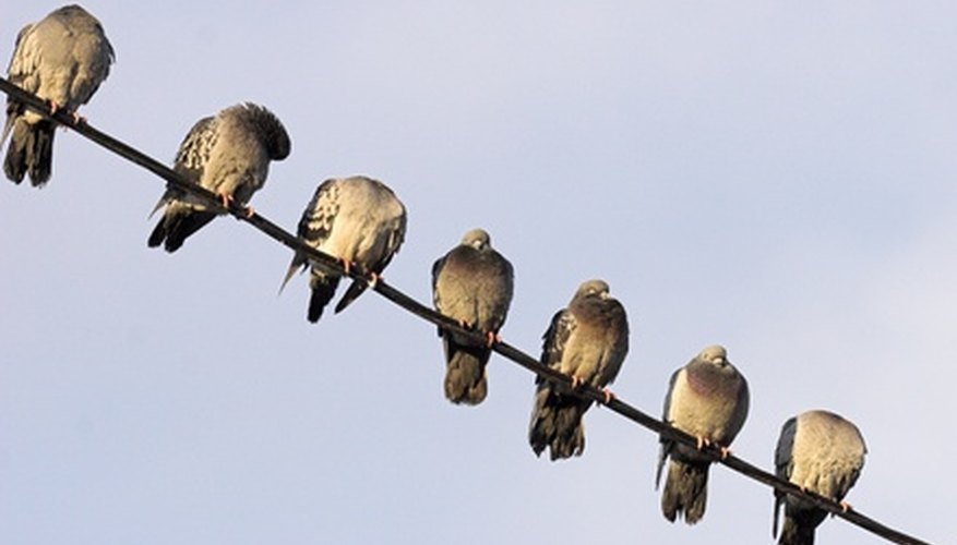 bird on a wire