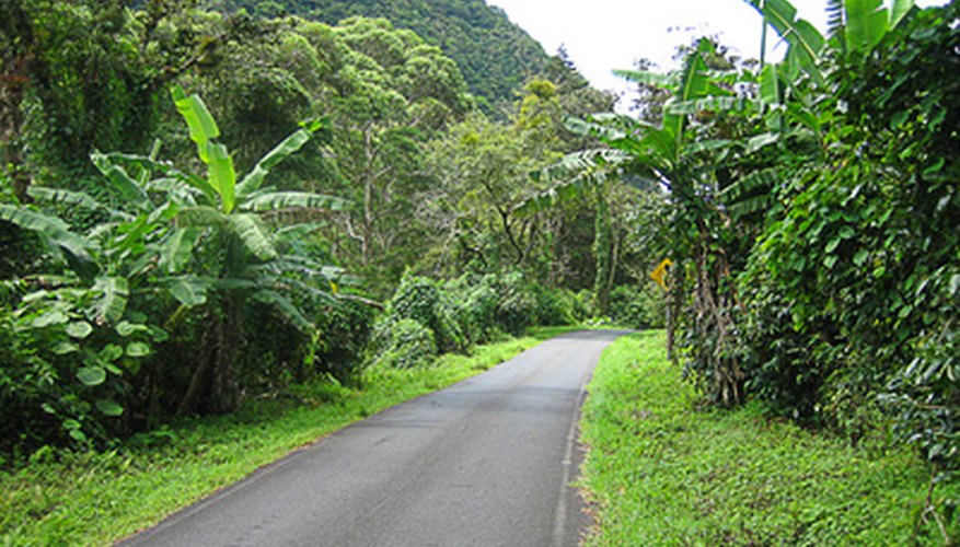 Carretera rodeada de selva en Panamá.