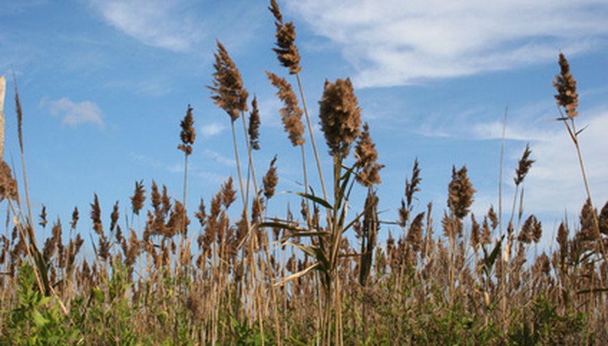 Planting Oats | Garden Guides