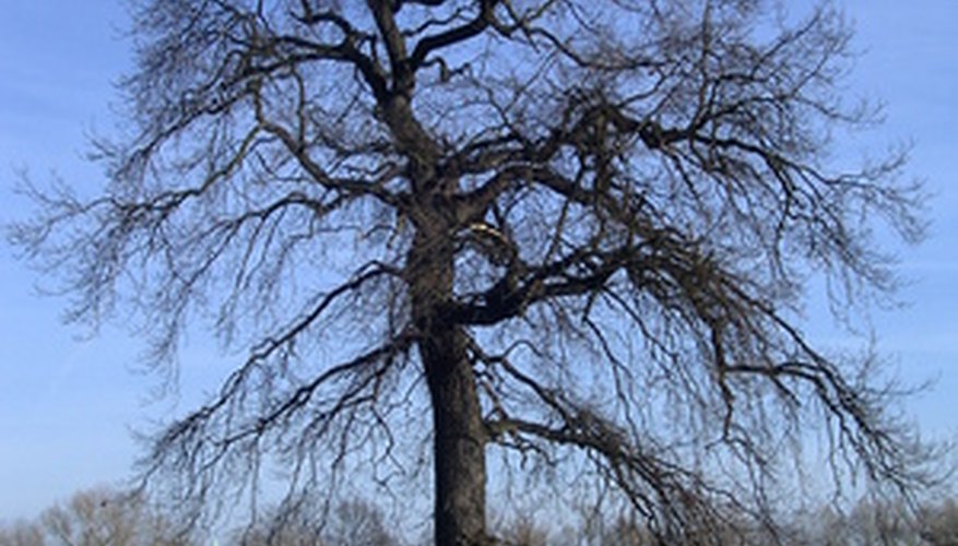 Photo Credit: baum image by Rainer Denkinger from <a href='http://www.fotolia.com'>Fotolia.com</a> Carbon dioxide is used by plants for photosynthesis.