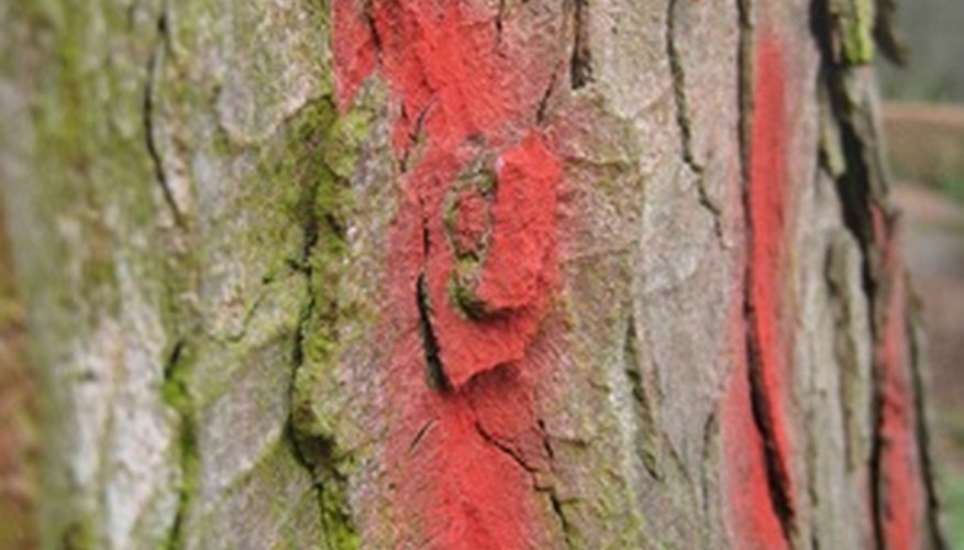 paint trees tree remove vandalized fotolia spray mineral spirits graffiti