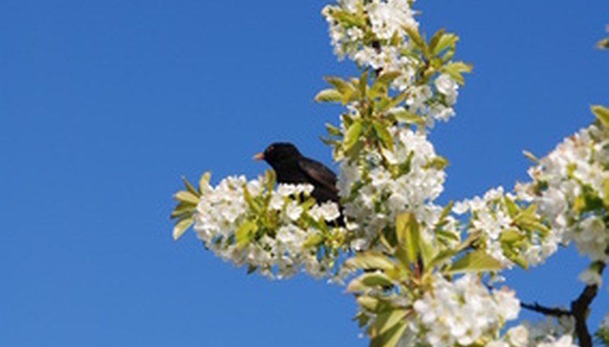 How to Keep Birds Away From Your Cherry Trees Garden Guides