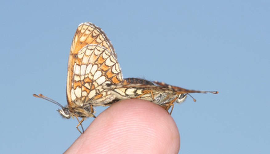 El Amazonas es el hogar de una abundancia de mariposas.