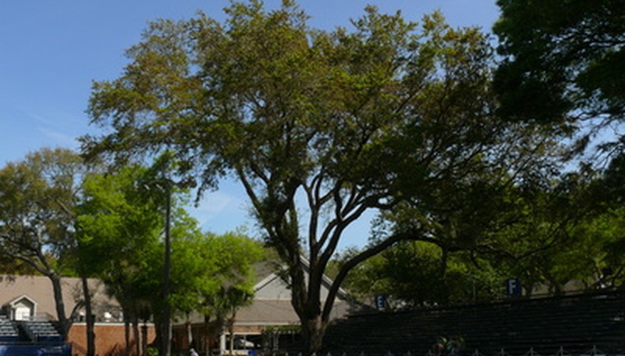 Live Oak Tree Disease  Garden Guides