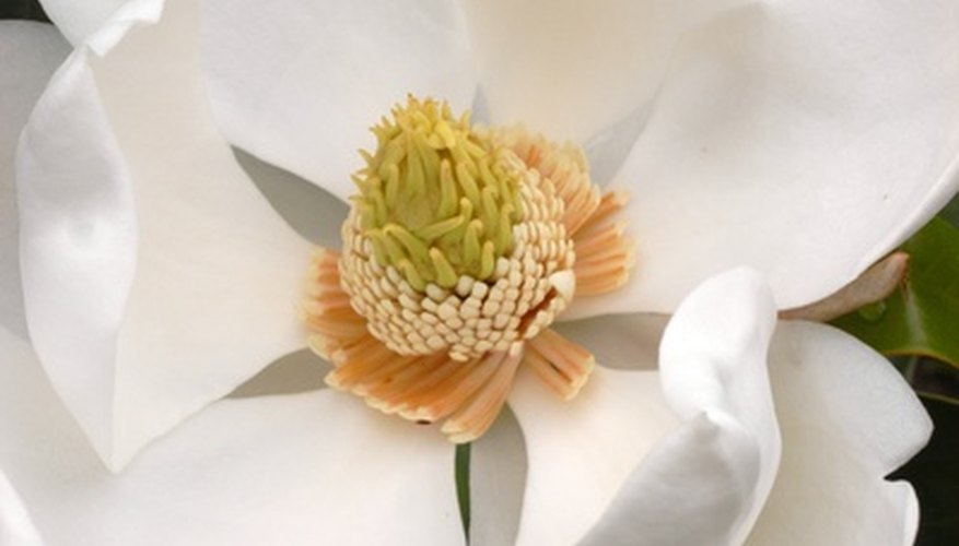 Comparison of Southern Magnolia & Sweetbay Magnolia ...