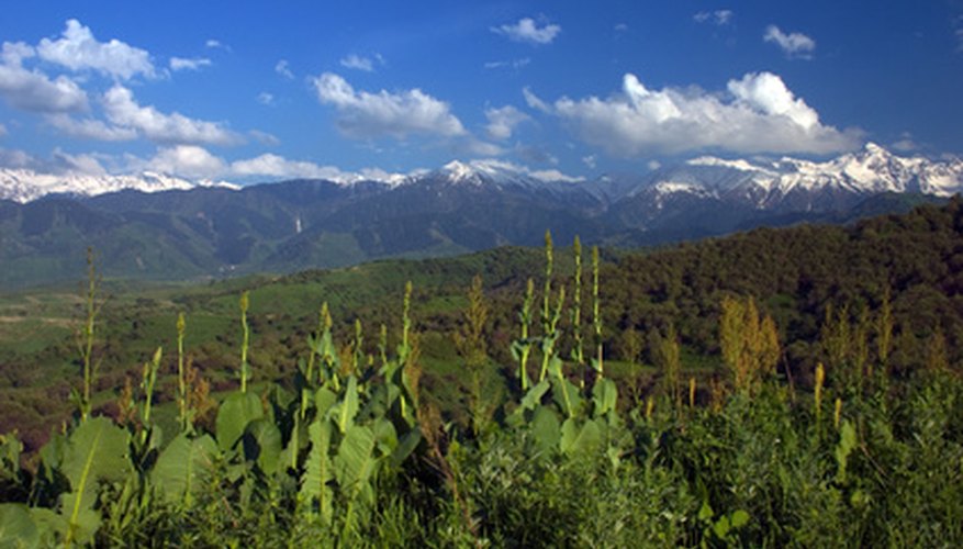 Mountain plants. Климат Заилийского Алатау. Предгорье Алатау. Горы Заилийского Алатау весной. Горные пики кенгей-Алатау.