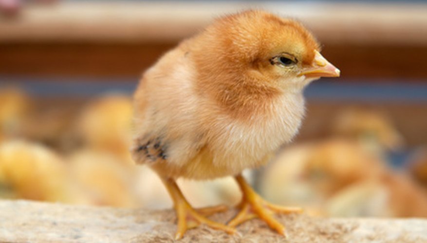 Añadir continuamente pollos jóvenes permitirá escalonar las edades de tus capas.