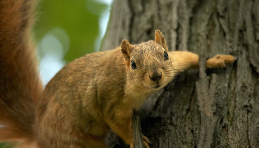 How to Keep Squirrels Out of My Peach Tree Garden Guides