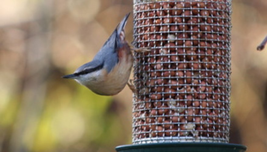 The nuthatch is able to climb up and down tree trunks head first. The nuthatch is able to climb up and down tree trunks head first.