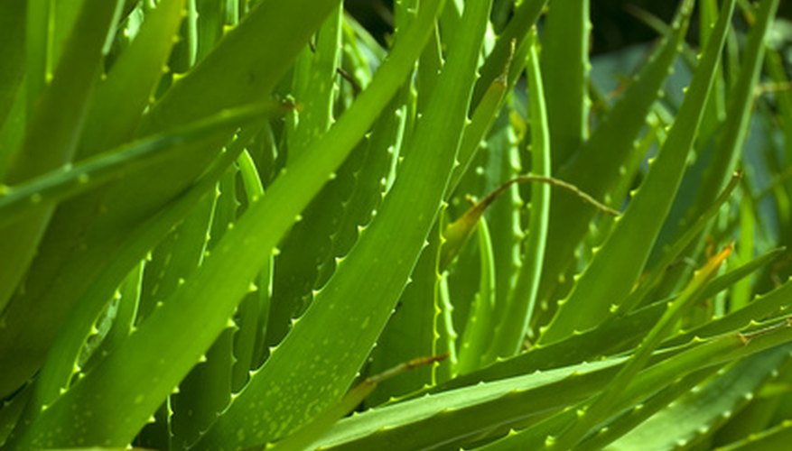 Information On The Aloe Vera Plant Garden Guides