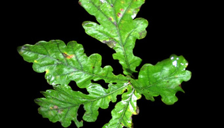 How to Identify Oak Trees by the Leaf Shape | Sciencing