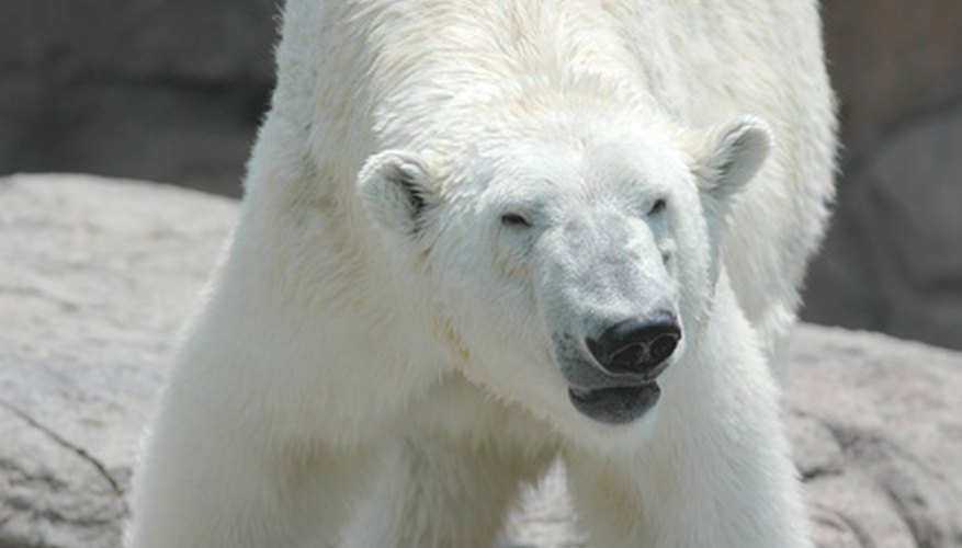 El oso polar es un depredador en peligro de extinción en la región ártica.