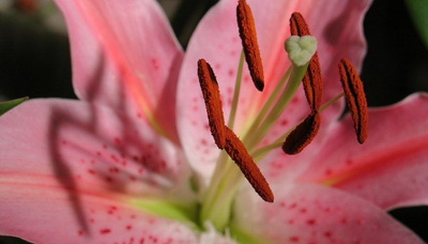 Parts Of A Lily Flower Garden Guides