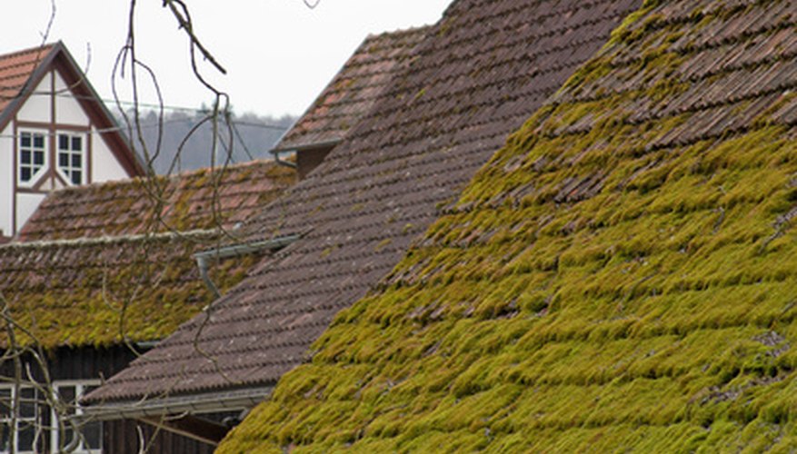 moss out roofs and walks