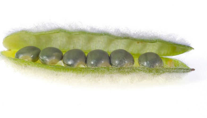 life cycle of a lima bean plant