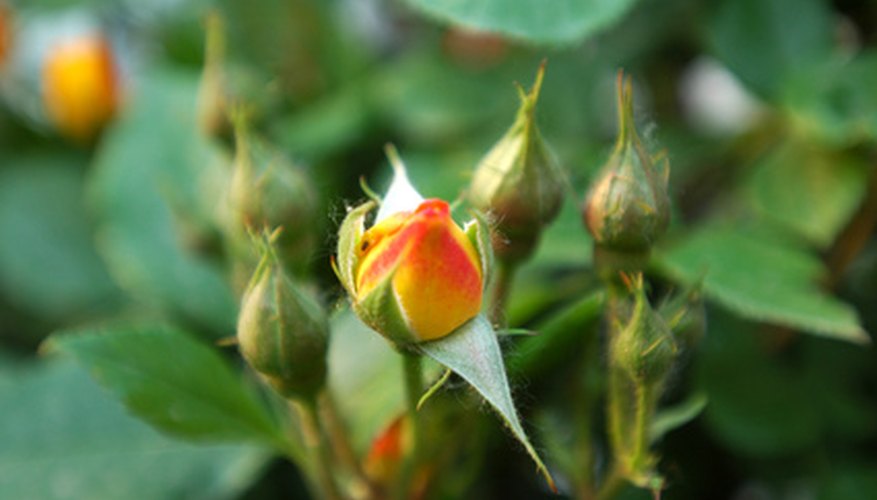 Climing Roses | Garden Guides