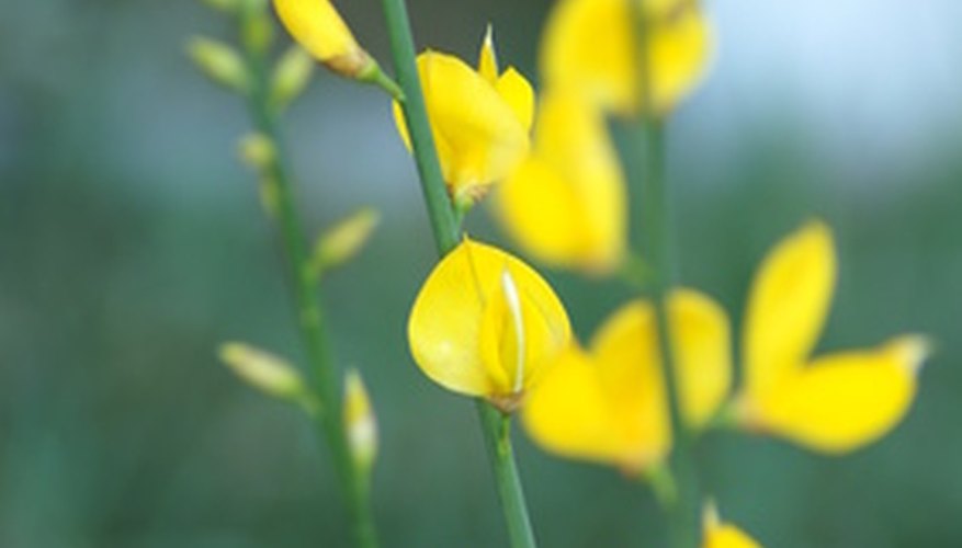 ornamental broom plant