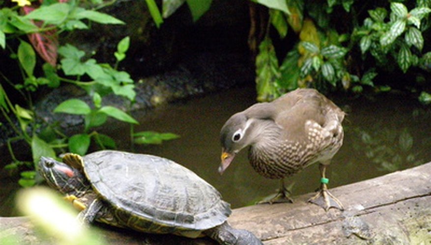 ¡Las aves y reptiles son más similares de lo que piensas!