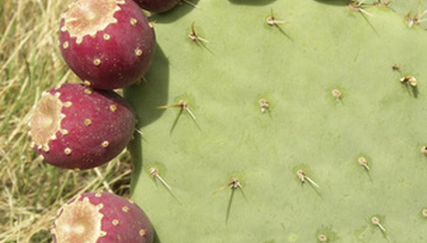 All cacti produce edible fruit. All cacti produce edible fruit.