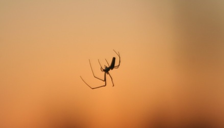 Black widow spiders are most commonly shiny black in color. Black widow spiders are most commonly shiny black in color.