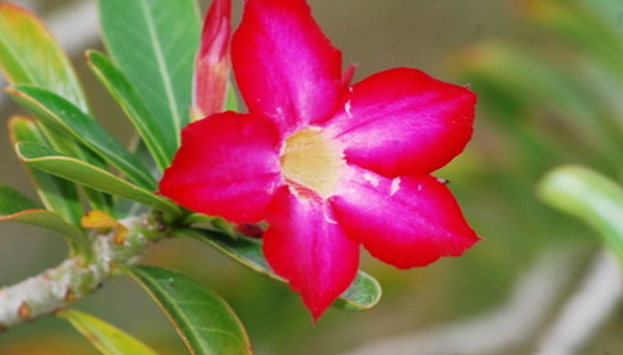 Desert Rose Plant Care | Garden Guides