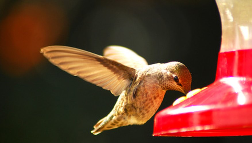 How to Make Hummingbird Food With Organic Sugar | Our Pastimes