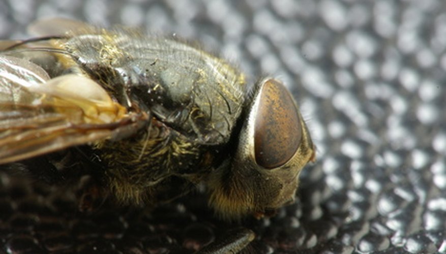 What Does A House Fly Infestation Mean