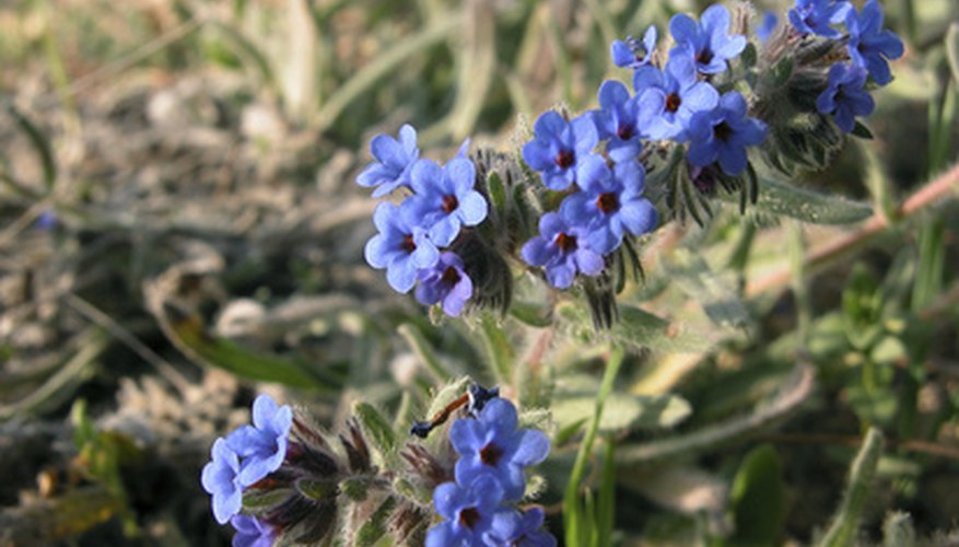 little purple flowers in grass