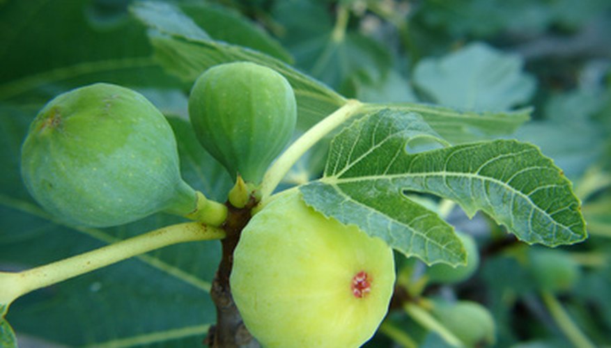 Growing Fig Trees in Arizona Garden Guides