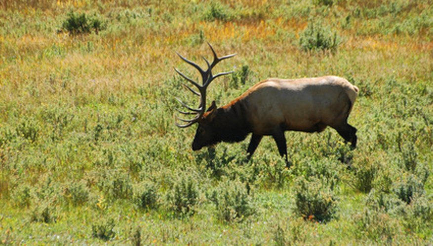 How to Score Elk Antlers