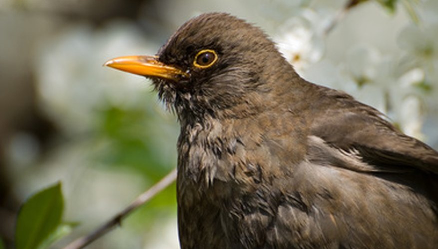 How to Build Bird Traps for Blackbirds