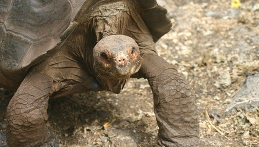 En las Islas Galápagos se pueden encontrar muchos animales interesantes, entre ellos la tortuga gigante.
