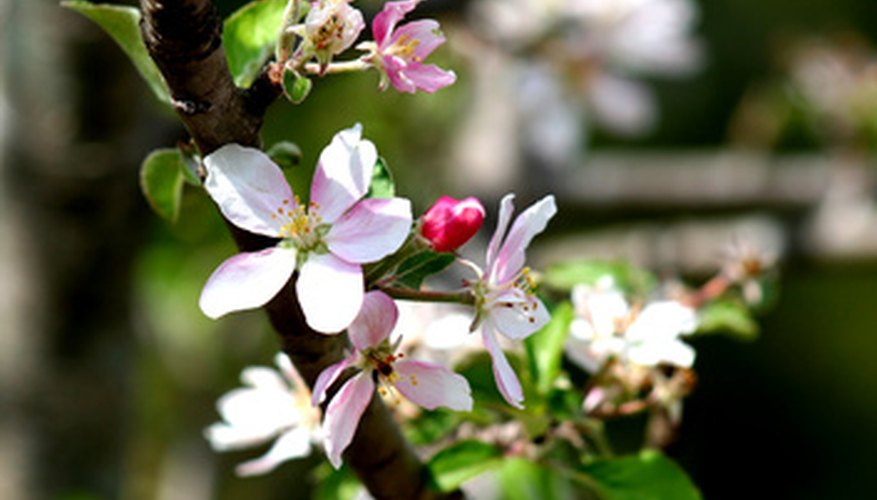 Apple Tree Pollination Compatibility Chart