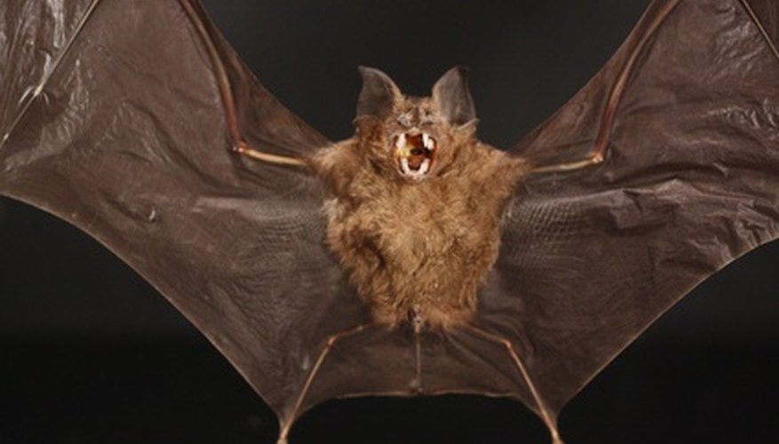 How To Get Rid Of Bats In My Basement Sciencing