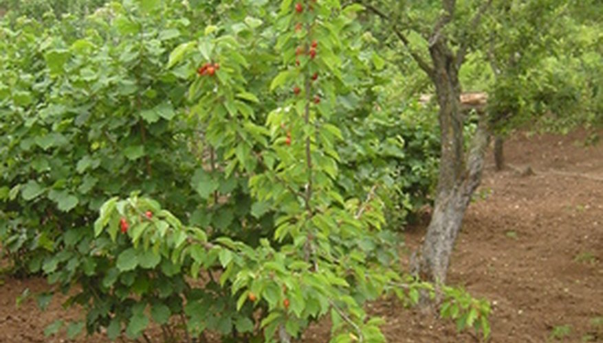 Types of Fruit-Bearing Trees | Garden Guides