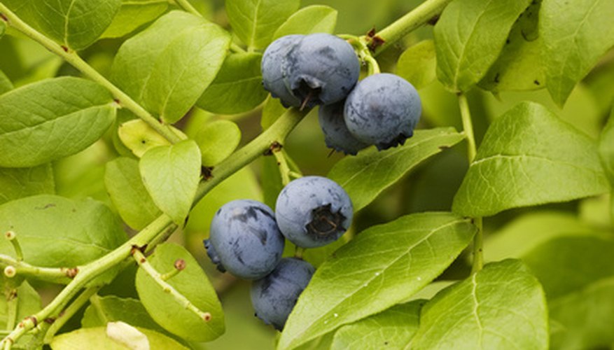 Дика черника. Родственница яблони с синими ягодами. Blueberry leaves. Blueberries with leaves.