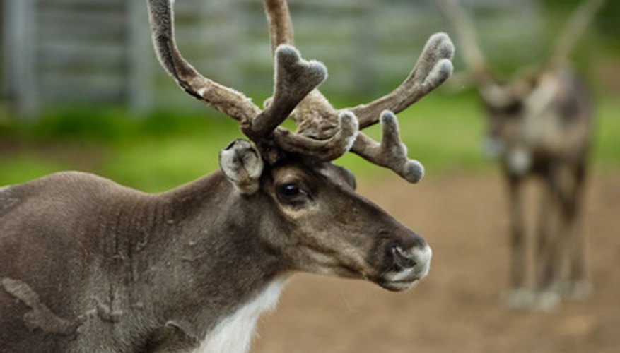 Uses For Reindeer Moss Garden Guides